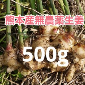 熊本産農薬不使用生姜500g