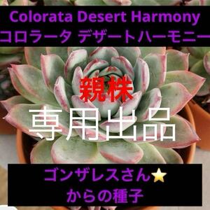 多肉植物 エケベリア Colorata Desert Harmony コロラータ デザートハーモニー　種子　20粒　ゴンザレス・レオさんの種子　