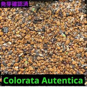 エケベリア属 多肉植物 Colorata Autentica コロラータアウテンティカ 種子 30粒 ゴンザレス・レオさんの種子 の画像3