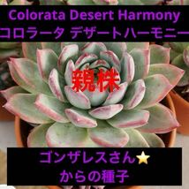 多肉植物 エケベリア Colorata Desert Harmony コロラータ デザートハーモニー　種子　30粒　ゴンザレス・レオさんの種子　_画像5