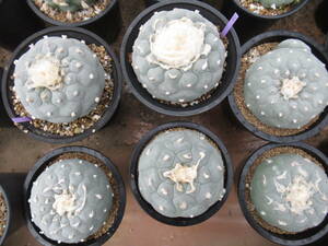 サボテン多肉植物(種子)　白肌銀冠玉　2023年自家採種　