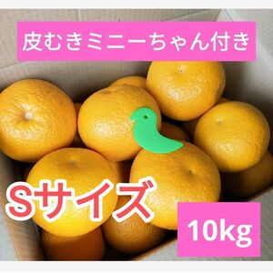 和歌山県産　八朔　10kg