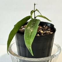 観葉植物　ホヤ クロランサ　Hoya chlorantha　起毛した黄緑の花　とても丈夫で育てやすいです　サクララン　ハンギング向け_画像4