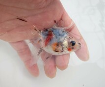 特価【AQUAいろ】平賀産　キャリコ琉金　浅葱もキレイ！育成、観賞楽しめると思います！約８センチ前後 同梱包. 即決可能 安心現物　№９_画像1