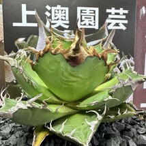 904【上澳園芸】 アガベagave チタノタ 蜘蛛 クモ 特選 優良血統 TC株 (検皇冠 蚩尤 星空 麻花龍 ）_画像2