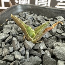 911【上澳園芸】 アガベ チタノタ 金蟾 優良血統 TC株 (検皇冠 蚩尤 星空 麻花龍 ）_画像3