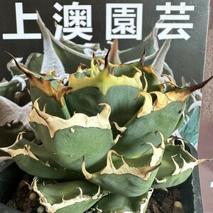 916【上澳園芸】アガベ 多肉植物 チタノタ 鬼爪 雪峰 陽炎 優良血統 TC株