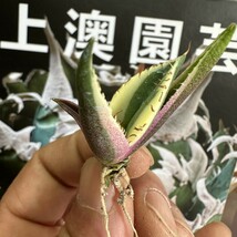  112【上澳園芸】アガベ　agave チタノタ暴牙 発根済 極上血統子株_画像5