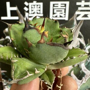 143【上澳園芸】アガベ チタノタ agave titanota姫巌龍 短葉 矮型 包葉型 強棘