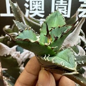 363【上澳園芸】アガベ チタノタ ジャガーノート 純血 白覆輪斑 発根済 希少優良子株/ Agave titanota 'Juggernaut' pure blood の画像1