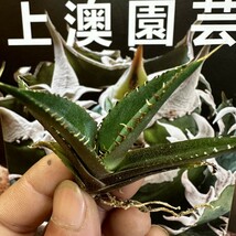 470【上澳園芸】 アガベagave チタノタ 蜘蛛 クモ 特選 優良血統 子株 (検皇冠 蚩尤 星空 麻花龍 ）_画像6