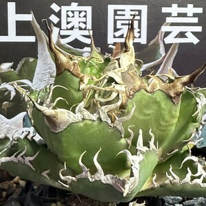 687【上澳園芸】 アガベagave チタノタ 蜘蛛 クモ 特選 優良血統 子株 (検皇冠 蚩尤 星空 麻花龍 ）