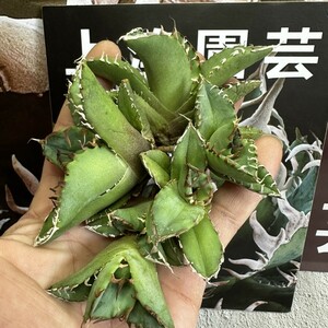 728【上澳園芸】アガベ チタノタ 蟹 カニです Agave titanota の蟹 強棘 狂棘 OC株 5株同梱