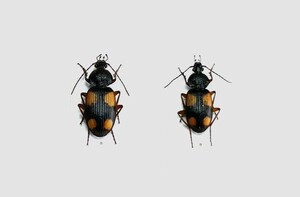 【日本の甲虫標本】神奈川県相模川河川敷産　ヨツボシゴミムシ2頭　【約10ミリと12ミリ】
