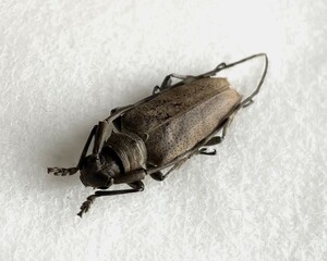 【日本の甲虫標本】沖縄本島産　カミキリの1種（オキナワフトカミキリと思います）　【約20ミリ】