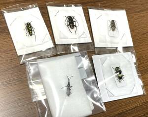 【日本の甲虫標本】東京都の小型カミキリ＋甲虫5種5頭　【イッシキキモン、スギカミキリ、ミツギリゾウの1種など】