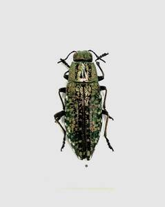 【日本の甲虫標本】佐賀県産　クロマダラタマムシ（修理品）　【約22ミリ】