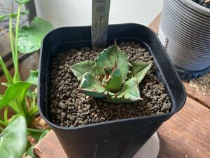 アガベ triceratops 白犀牛　中株　TC株　CACTUS GREEN【検索　悪魔　大白鯊　白犀牛　清櫻　冰雹　星空 キングアーサー】