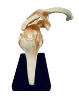 骨格模型　肩関節(上腕骨・鎖骨・肩甲骨)靱帯_画像4
