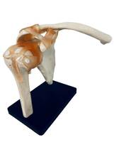 骨格模型　肩関節(上腕骨・鎖骨・肩甲骨)靱帯_画像5