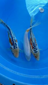 ドイツブランド鯉　カラシ鯉　秋翠　４０㎝前後 ３本セット　２歳　