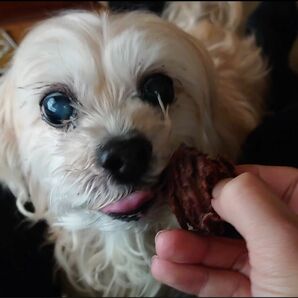 鹿肉のジャーキー　犬のおやつ　100g×2袋　