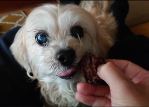 鹿肉のジャーキー　犬のおやつ　100g×2袋　