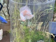 ☆発送日限定です☆ betta プラチナホワイトハーフムーン　オスメスペア_画像4