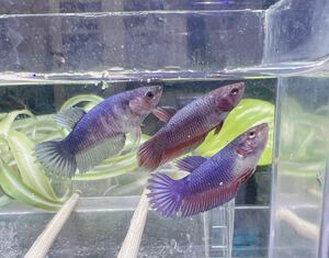 ☆発送日限定です☆ betta クラウンテール　メス3匹　姫水槽　ベタ♀