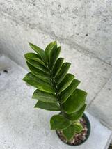 ザミオクルカス ザミーフォリア 斑入りZamioculcas Zamiifolia 14_画像6