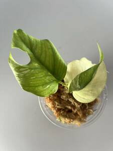 「paragon パラゴン80」　ラフィドフォラ テトラスペルマ斑入/ヒメモンステラ斑入り/Rhaphidophora tetrasperma variegata