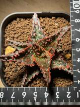 多肉植物 サボテン アロエ　ハイブリッド 実生　⑥　Aloe hybrid 塊根 コーデックス 灌木 珍奇植物 ビザールプランツ_画像5