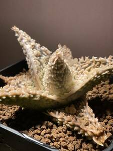 多肉植物 サボテン アロエ　ハイブリッド 実生　⑦　Aloe hybrid 塊根 コーデックス 灌木 珍奇植物 ビザールプランツ