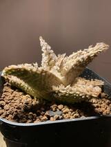 多肉植物 サボテン アロエ　ハイブリッド 実生　⑦　Aloe hybrid 塊根 コーデックス 灌木 珍奇植物 ビザールプランツ_画像4