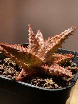 多肉植物 サボテン アロエ　ハイブリッド 実生　⑧　Aloe hybrid 塊根 コーデックス 灌木 珍奇植物 ビザールプランツ_画像2