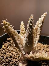 多肉植物 アロエ　tempura テンプラ　TCT original パピー　Aloe hybrid 塊根 コーデックス 灌木 珍奇植物 ビザールプランツ_画像2