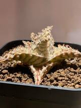 多肉植物 サボテン アロエ　ハイブリッド 実生　12　Aloe hybrid 塊根 コーデックス 灌木 珍奇植物 ビザールプランツ_画像4