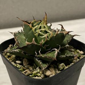 鉢のまま発送 シーザー 凱撒 Caesar アガベ チタノタ agave 台湾株 検索用清櫻 大白鯊 皇冠 悪魔くん SAD 白犀牛 スナグルトゥース ハデス の画像1