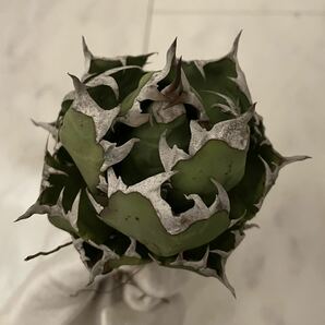 2台湾株 親株 特選姫厳竜 極上姫厳龍 agave titanota アガベ チタノタ オテロイ 大株 姫厳竜 ボール ドワーフの画像3