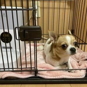 ★1円画像 ★即決 ★犬3314の画像1