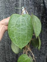 ホヤ・ラティフォリア(マクロフィラ)　大型になる葉の独特な原種　_画像1