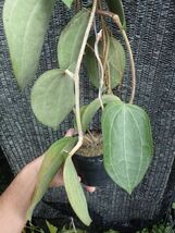 ホヤ・ラティフォリア(マクロフィラ)　大型になる葉の独特な原種　_画像8