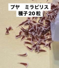 【種子20粒】多肉植物　観葉植物　プヤ　ミラビリス