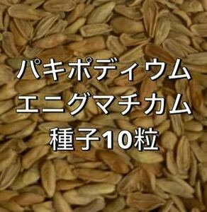 【種子10粒】多肉植物　塊根植物　パキポディウム エニグマチカム、観葉植物