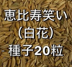 送料別【種子20粒】多肉植物　観葉植物　塊根植物　パキポディウム　恵比寿笑い（白花）