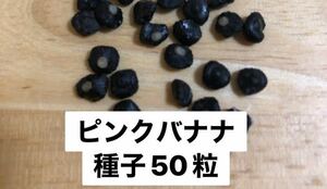 【種子50粒】フルーツ　アケビバナナ（ピンクバナナ）、