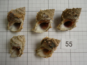 ■インテリア貝殻■水槽装飾/ヤドカリの引越しに■煮沸済み■55■中身を取り出した後，煮沸してあります■