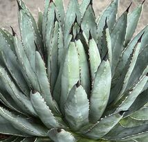 アガベ ハイブリッド(ネバデンシス × 笹の雪) Agave Hybrid (nevadensis × victoriae-reginae) 21_画像1