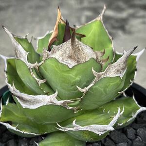 アガベ チタノタ ' 白犀牛 ' Agave titanota ' 白犀牛 ' 34