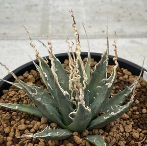 アガベ ユタエンシス エボリスピナ ' 陽炎 '(長棘TYPE) Agave utahensis eborispina ' 陽炎 ' (長棘TYPE) 10